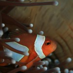 Nemo